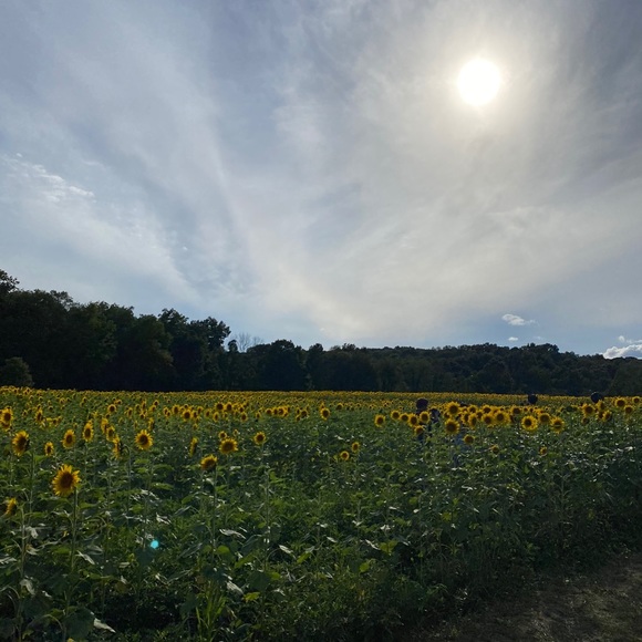 Meet your Posher, Kristen - Picture 1 of 1